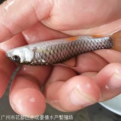 魟魚生長緩慢的表現(xiàn)有哪些：魟魚生長緩慢的表現(xiàn) 魟魚百科 第1張