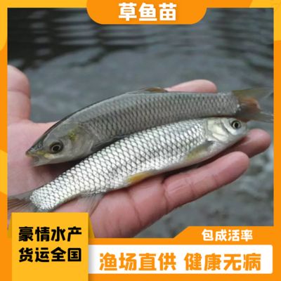 魟魚生長緩慢的表現(xiàn)有哪些：魟魚生長緩慢的表現(xiàn) 魟魚百科 第2張