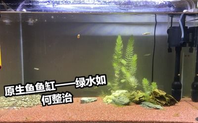 超白魚缸發(fā)綠：超白魚缸發(fā)綠的原因是什么魚缸水變綠對(duì)魚有什么影響 魚缸百科 第1張