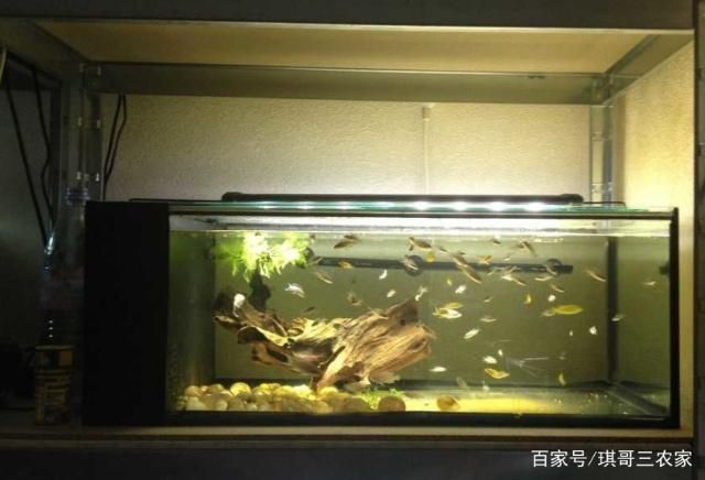 大型魚(yú)缸過(guò)濾材料擺放順序：大型魚(yú)缸過(guò)濾器濾材的擺放順序和注意事項(xiàng)