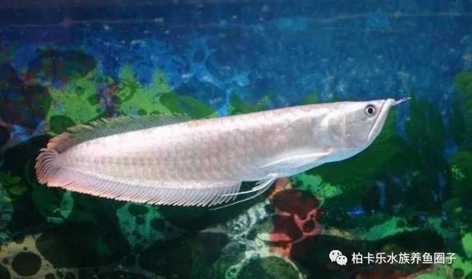 龍魚(yú)眼睛黑眼仁變小怎么辦：龍魚(yú)眼睛黑眼仁變小可能是由于多種原因引起的 龍魚(yú)百科