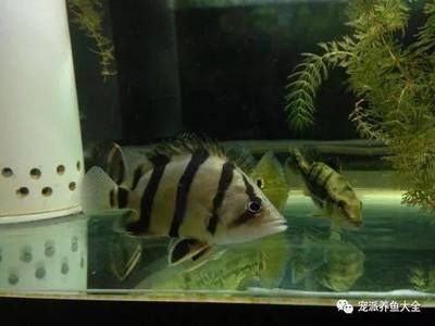 泰北虎魚(yú)和泰虎的區(qū)別：泰北虎魚(yú)和泰虎是兩種不同的虎魚(yú)品種，泰北虎魚(yú)和泰虎的區(qū)別