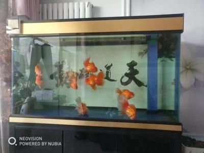 neo是什么品牌魚缸：neo品牌是一個專業(yè)的魚缸品牌neo品牌推薦 魚缸百科 第4張