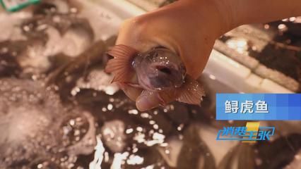 虎魚野生和養(yǎng)殖的區(qū)別：野生虎魚和養(yǎng)殖虎魚在多個(gè)方面存在一定的區(qū)別是什么 虎魚百科 第2張