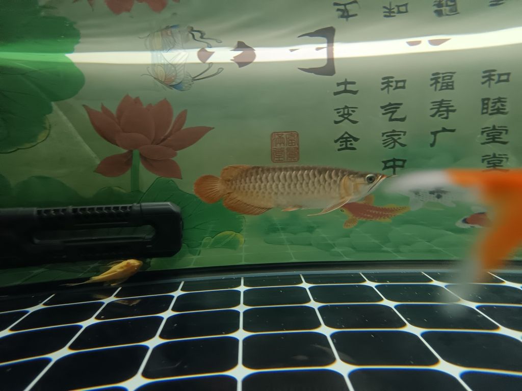 小三月：養(yǎng)了三個(gè)月，魚兒長(zhǎng)大了一丟丟 觀賞魚論壇 第5張