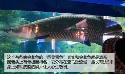 巨骨舌魚和金龍魚有什么關(guān)系嗎：巨骨舌魚和金龍魚有什么關(guān)系嗎巨骨舌魚和金龍魚有什么關(guān)系 龍魚百科 第3張