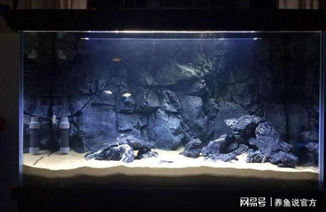 常溫魚缸適合養(yǎng)的魚有哪些品種：常溫魚缸適合養(yǎng)的魚品種 魚缸百科 第3張