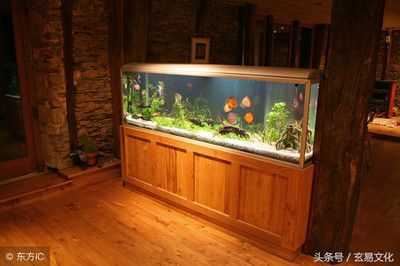 不能用圓形魚缸養(yǎng)魚：圓形魚缸養(yǎng)魚不適合養(yǎng)魚，圓形透明魚缸不適合養(yǎng)魚 魚缸百科 第3張