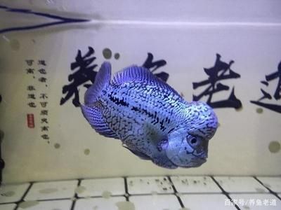 大魚缸觀賞魚怎么養(yǎng)活：大魚缸中養(yǎng)觀賞魚的繁殖習性和最佳繁殖習性和養(yǎng)護建議 魚缸百科 第4張