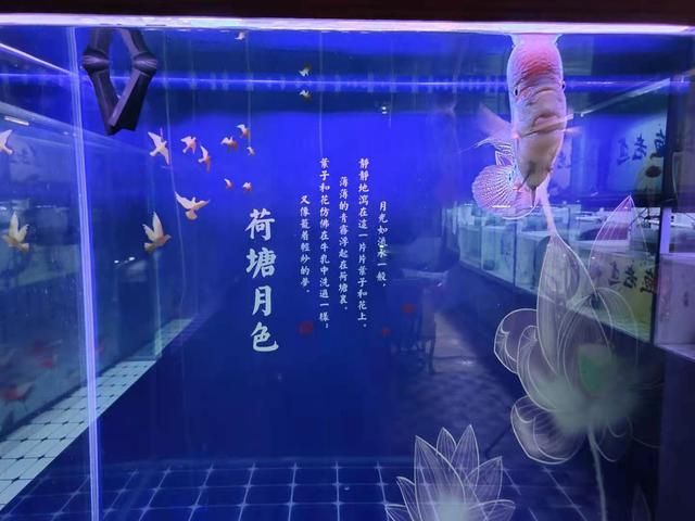 大魚缸養(yǎng)什么魚糞便少：適合大魚缸養(yǎng)殖的魚類 魚缸百科 第3張