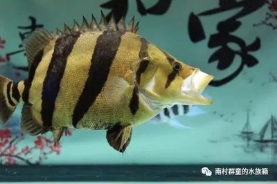 哪種魟魚(yú)最小：專(zhuān)業(yè)的寵物養(yǎng)殖人士，哪種魟魚(yú)最小