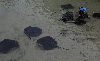 魟魚(yú)換水死亡：魟魚(yú)對(duì)水質(zhì)和水溫的要求較高，不當(dāng)?shù)膿Q水操作可能會(huì)導(dǎo)致魟魚(yú)死亡 魟魚(yú)百科 第3張