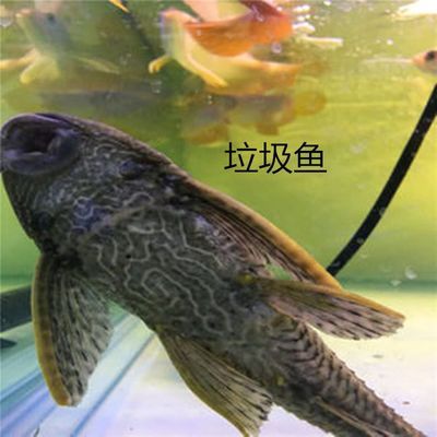 虎魚能吃不：虎魚可以吃嗎？