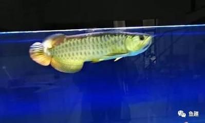 龍魚(yú)兩個(gè)月不吃東西：龍魚(yú)拒食兩個(gè)月可能由多種因素引起龍魚(yú)不吃食解決方法