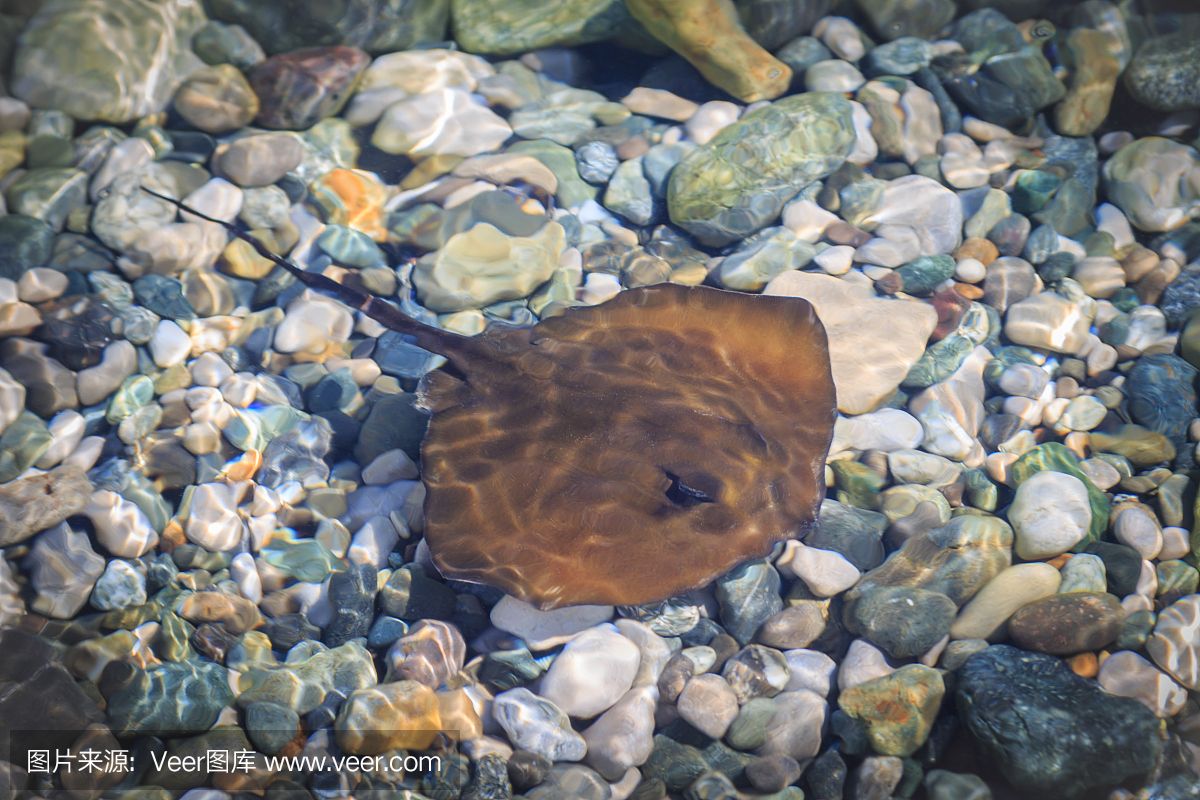 魟魚浮在水面不動：魟魚浮在水面不動是什么原因？ 魟魚百科 第1張