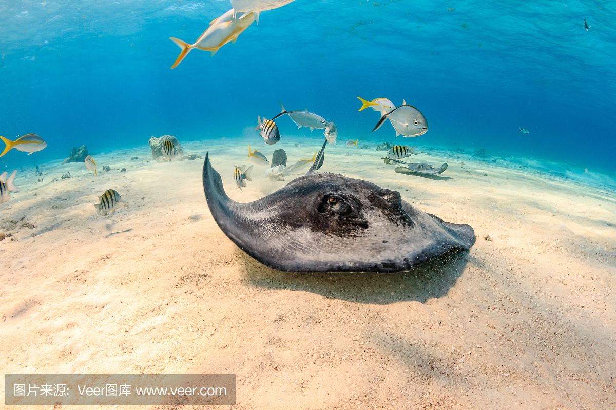 魟魚浮在水面不動：魟魚浮在水面不動是什么原因？ 魟魚百科 第2張