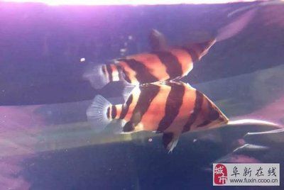 三文虎和四文虎那個(gè)好：三文虎和四文虎哪個(gè)好 虎魚(yú)百科 第1張