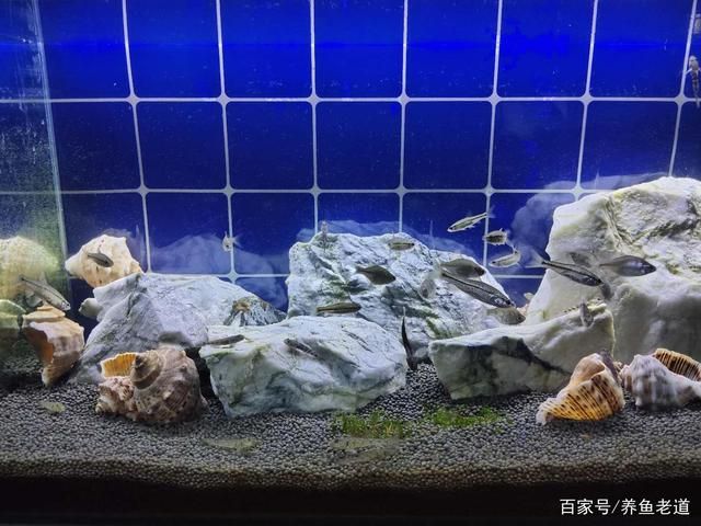 打氧魚缸怎么使用：魚缸打氧機的使用方法