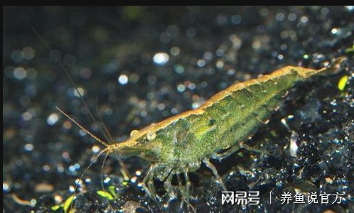 敞開式魚缸能不能放清潔工：如何選擇清潔工魚 魚缸百科 第1張