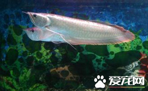 如何喂養(yǎng)龍魚苗長得快些：如何喂養(yǎng)龍魚苗以使其生長得更快以下是根據(jù)搜索結(jié)果得出的一些建議 龍魚百科 第1張