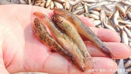 虎魚有什么營養(yǎng)：虎魚是一種營養(yǎng)價值極高的食物，適合產(chǎn)婦食用，增強(qiáng)體質(zhì)