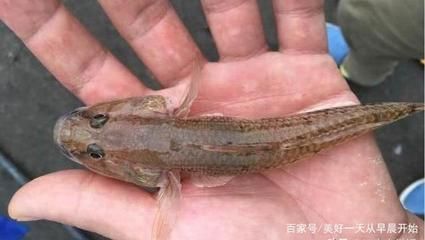 虎魚有什么營養(yǎng)：虎魚是一種營養(yǎng)價值極高的食物，適合產(chǎn)婦食用，增強(qiáng)體質(zhì)