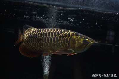 被魟魚(yú)扎了會(huì)死嗎：被魟魚(yú)扎了是否會(huì)致命 魟魚(yú)百科 第3張