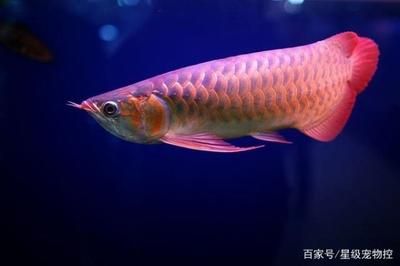 龍魚(yú)黑龍 龍魚(yú)百科 第3張