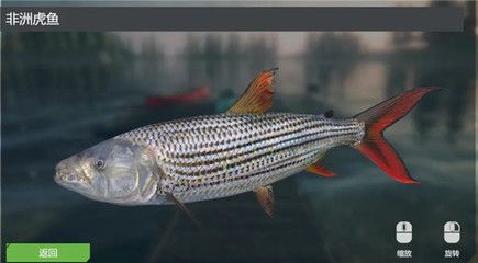 7公分的虎魚喂什么食物：7公分的虎魚適合喂什么食物 虎魚百科 第3張