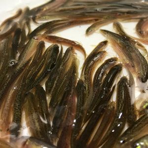 小龍魚喂食泥鰍一天喂幾次好：小龍魚喂食泥鰍一天喂幾次 龍魚百科 第2張