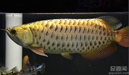 世界最貴的金龍魚是什么：世界上最貴的金龍魚是什么？ 龍魚百科 第2張