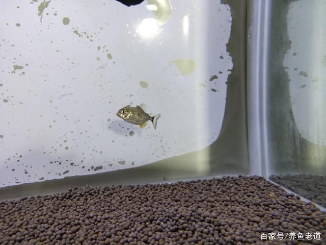 虎魚(yú)被咬傷了身上都白了：虎魚(yú)身上出現(xiàn)白色的膜狀物是怎么回事？ 虎魚(yú)百科 第1張