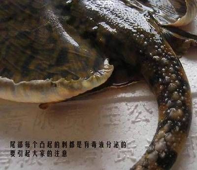 魟魚尾刺脫落后會被吃么：魟魚尾刺脫落后會被人或其他動物吃掉嗎？ 魟魚百科 第3張