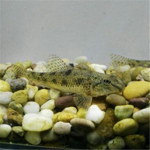 40公分虎魚(yú)能賣(mài)多少錢(qián)：40公分虎魚(yú)能賣(mài)多少錢(qián)一條40公分虎魚(yú)市場(chǎng)價(jià)格 虎魚(yú)百科 第2張