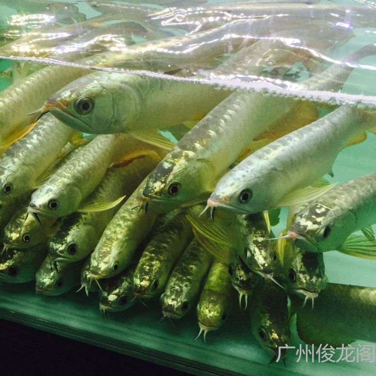 b級金龍魚觀賞魚