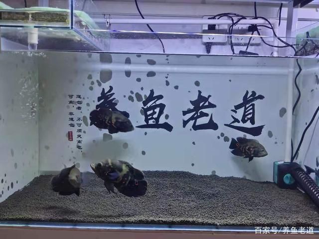 大錦鯉魚缸 魚缸百科 第4張