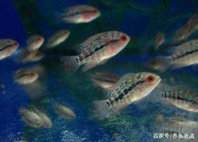 大魚缸換水多久換一次合適呢：大魚缸換水的頻率取決于多個(gè)因素 魚缸百科 第4張