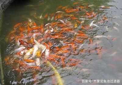 大魚(yú)缸換水多久換一次合適呢：大魚(yú)缸換水的頻率取決于多個(gè)因素