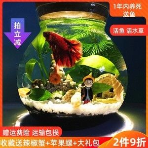 斗魚(yú)缸如何造景好看：南美缸與斗魚(yú)缸的區(qū)別