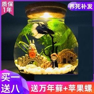 斗魚(yú)缸如何造景好看：南美缸與斗魚(yú)缸的區(qū)別