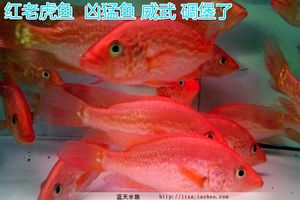 紅老虎魚和金龍魚混養(yǎng)嗎：紅老虎魚和金龍魚可以混養(yǎng)嗎