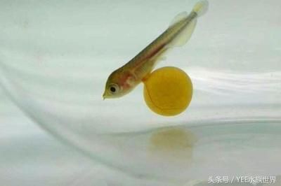 大桶水做魚缸好不好：大桶水養(yǎng)魚的優(yōu)點(diǎn)和缺點(diǎn)和缺點(diǎn)礦泉水養(yǎng)魚的優(yōu)缺點(diǎn) 魚缸百科 第3張