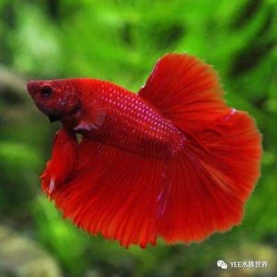 斗魚(yú)魚(yú)缸制作：斗魚(yú)的飼養(yǎng)入門(mén)指南 魚(yú)缸百科 第4張