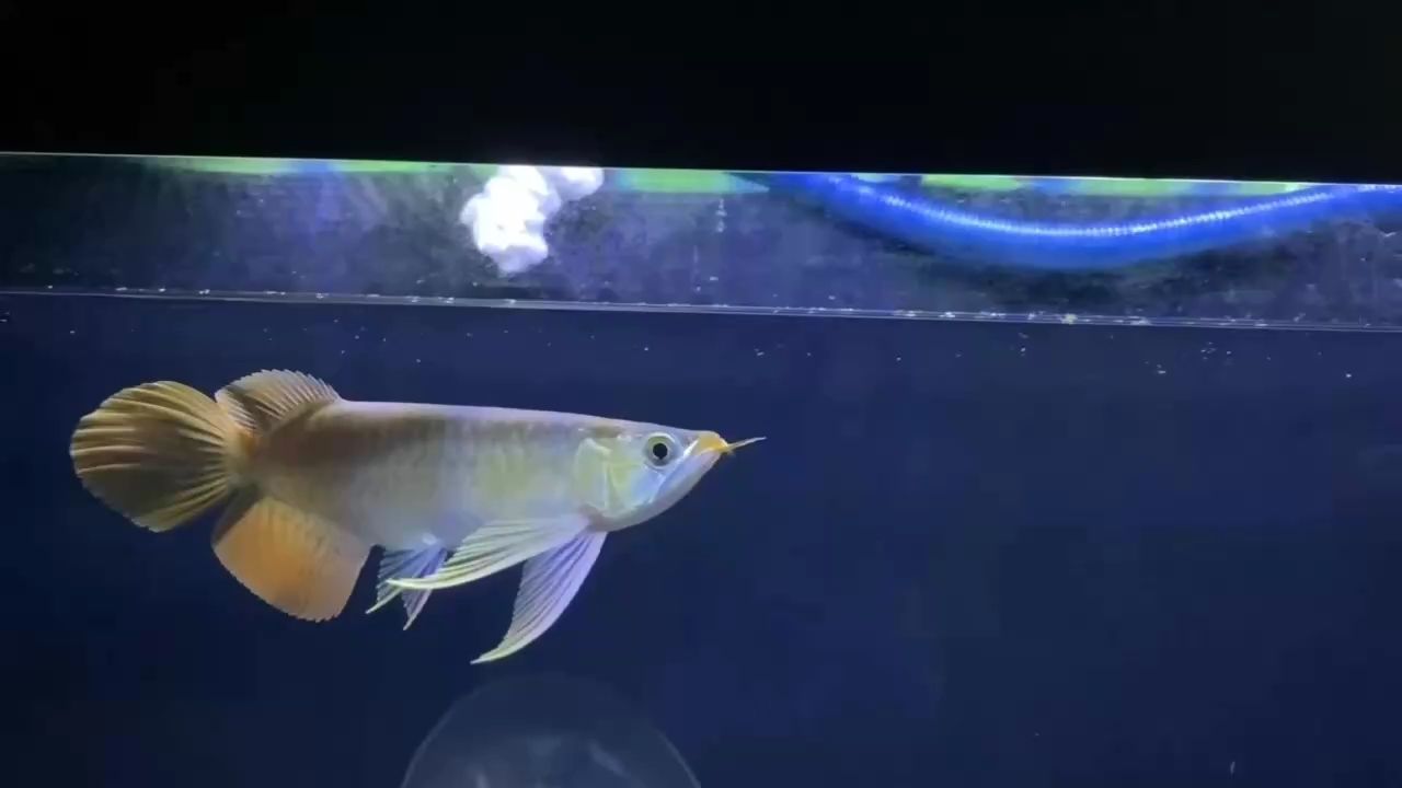 更新：超級大尾巴極品賽級小魚 觀賞魚論壇