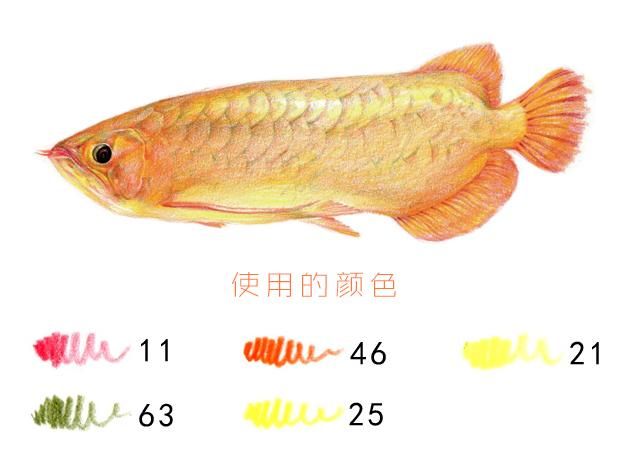 可愛(ài)的金龍魚(yú)：金龍魚(yú)是一種備受喜愛(ài)的寵物魚(yú)