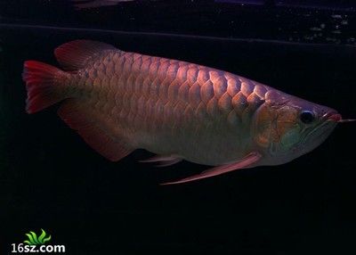 龍魚立鱗可以開燈嗎？：龍魚立鱗可以開燈嗎 龍魚百科 第3張