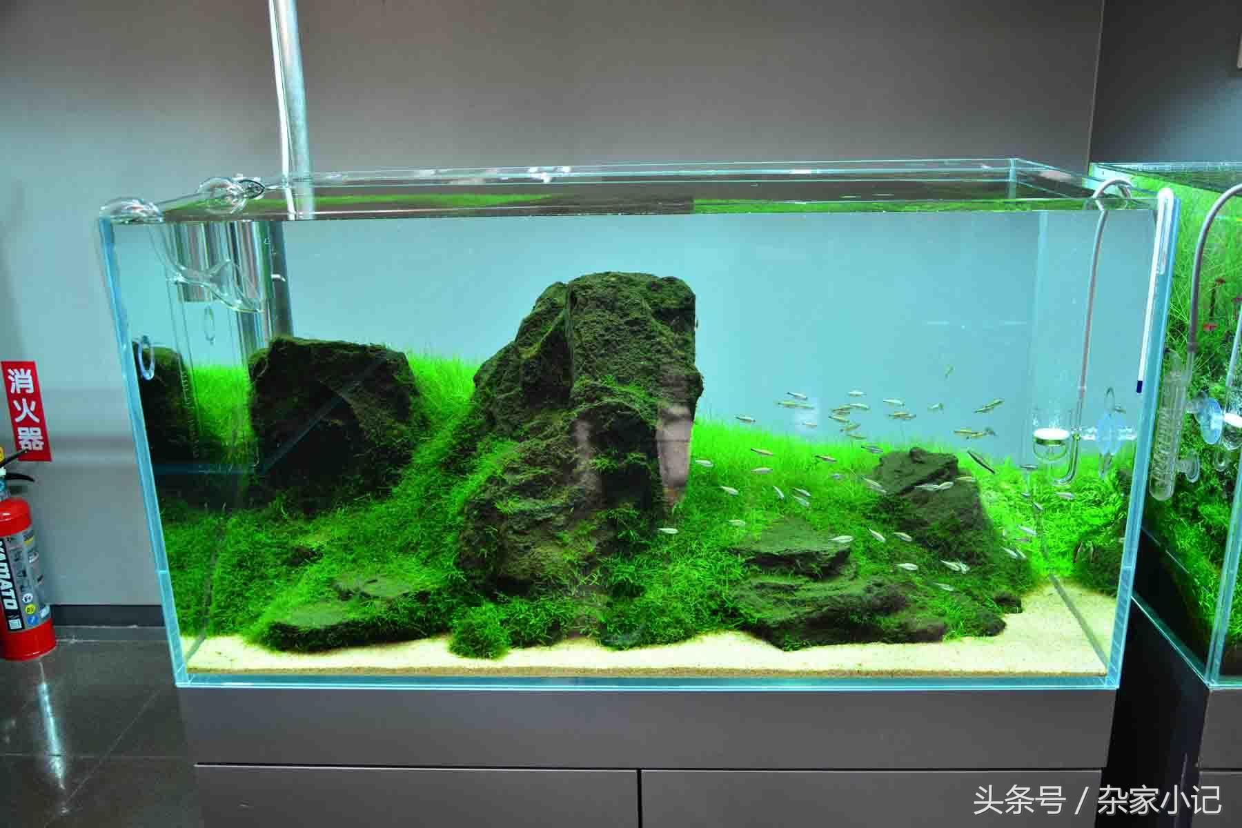 大型造景魚缸推薦品種：大型造景魚缸推薦品種介紹魚缸造景石頭的種類和用途 魚缸百科 第3張