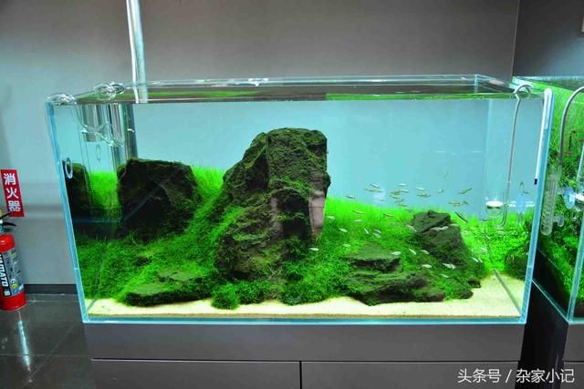 大型造景魚缸推薦品種：大型造景魚缸推薦品種介紹魚缸造景石頭的種類和用途 魚缸百科 第4張