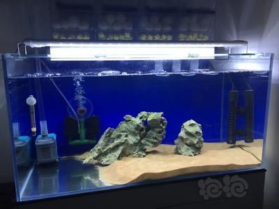 多久換水魚缸比較好：養(yǎng)魚水質管理全攻略 魚缸百科 第1張