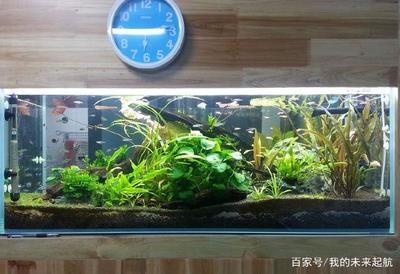 多久換水魚缸比較好：養(yǎng)魚水質管理全攻略 魚缸百科 第3張